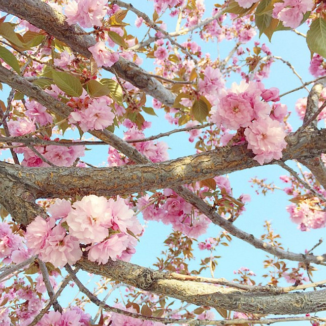 Tree blossoms. Spring tree blossoms. #Tree #Sping #Blossoms #Flowers Via Pink Peonies.